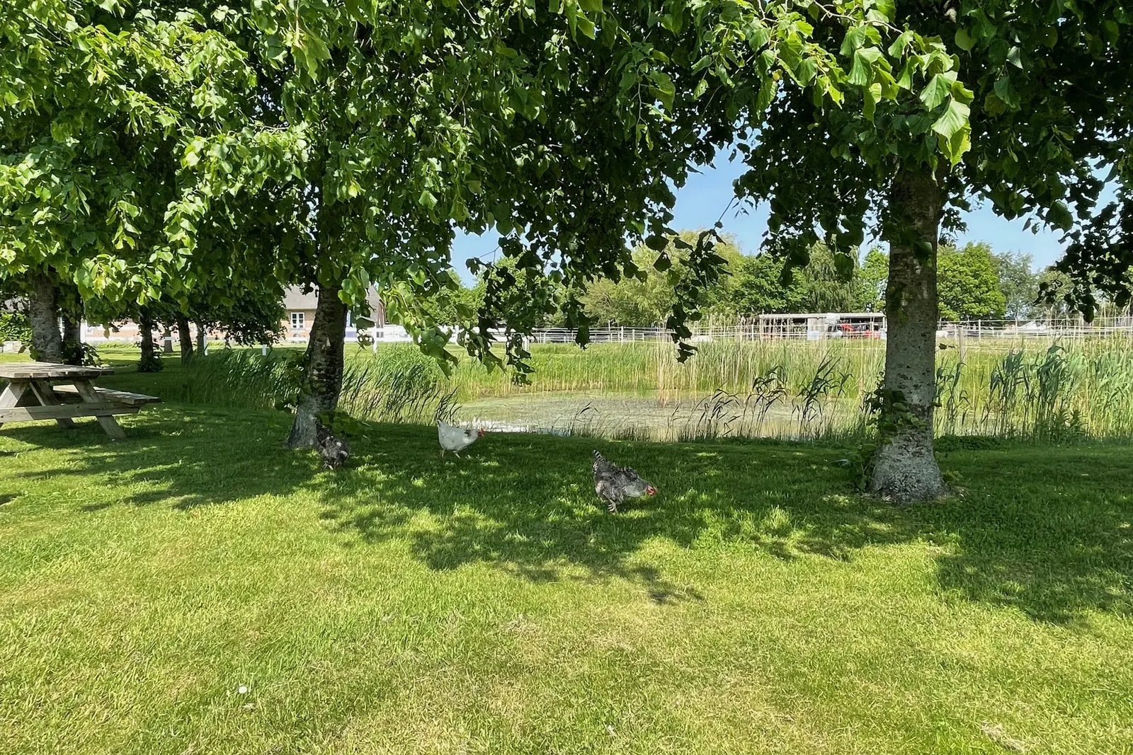 Siv og træer ved søen